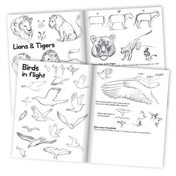 eeBoo Learn to Draw Animals Book with Kevin Hawkes | KidzInc Australia 2