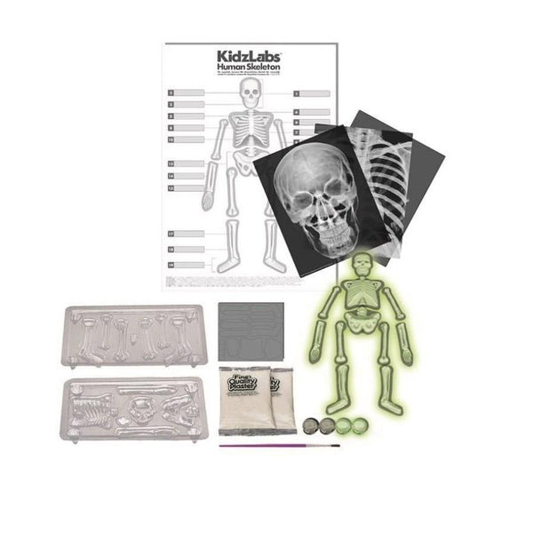 4M KidzLabs Human Skeleton Science Kit | KidzInc Australia Educational Toys 2