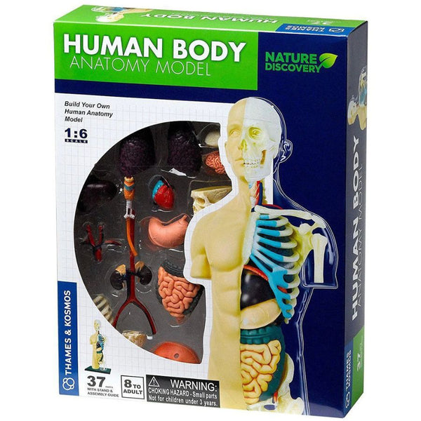 Thames & Kosmos Human Body Anatomy Model STEM Kit | KidzInc Australia
