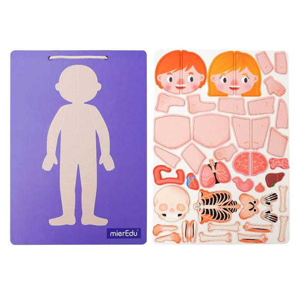 mierEdu Magnetic Pad – Human Anatomy | Learn About the Body | KidzInc Australia 3