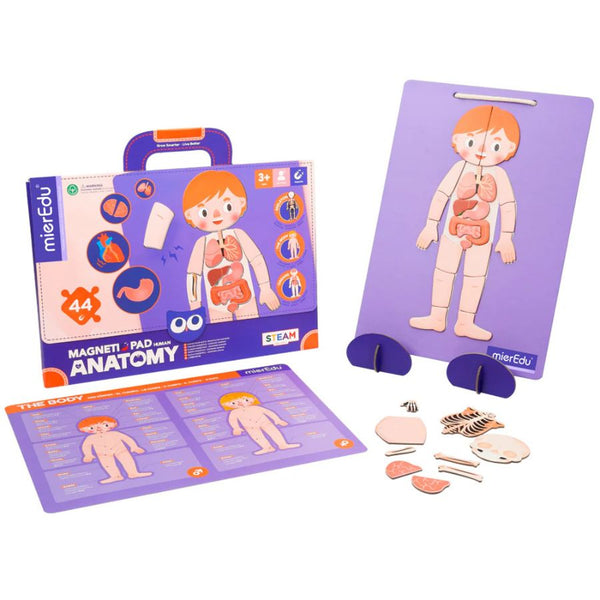mierEdu Magnetic Pad – Human Anatomy | Learn About the Body | KidzInc Australia 2