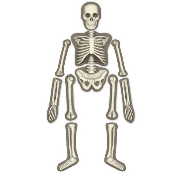 4M KidzLabs Human Skeleton Science Kit | KidzInc Australia Educational Toys 3